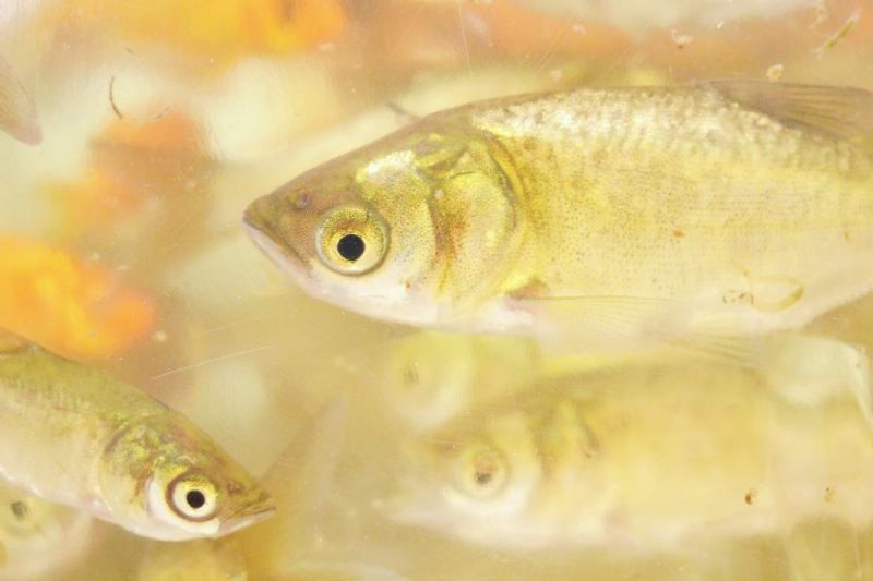 Encomendas de alevinos podem ser feitas até o próximo dia 4 de fevereiro