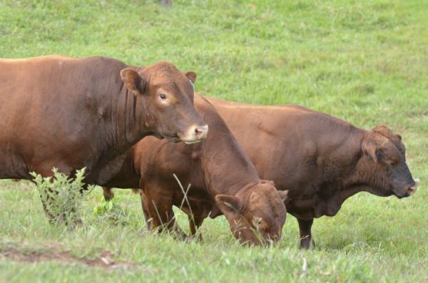 Sindicato Rural e Senar ofertam curso de manejo de gado de corte