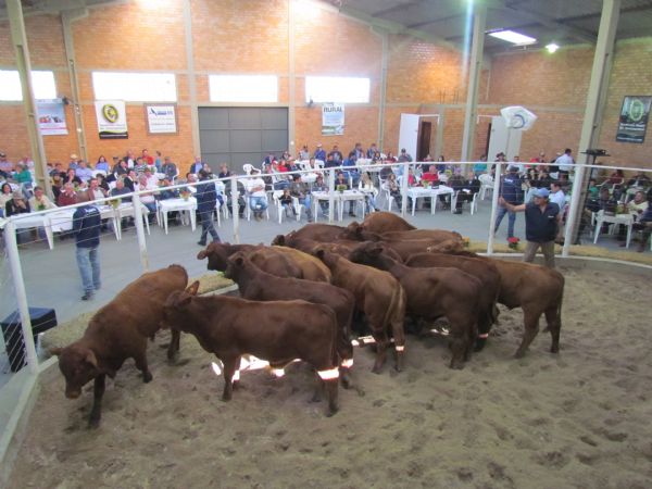 Feira Estadual de Bezerros de Guarapuava ser&aacute; domingo