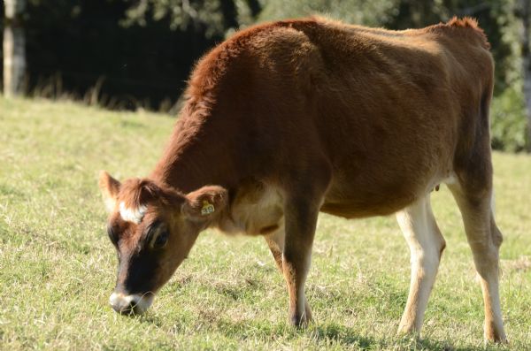  Sindicato Rural tem mais um Plant&atilde;o Forrageiro na pr&oacute;xima ter&ccedil;a-feira