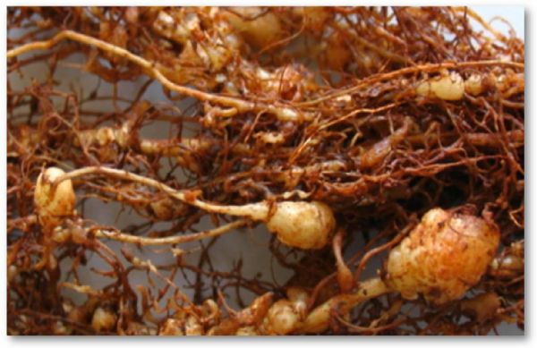 Maior congresso sobre nematoides do Pa&iacute;s re&uacute;ne pesquisadores em Vit&oacute;ria (ES)